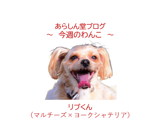 🐾今週のわんこ|マルキーのリブくん~ボール遊びと雪山スノーボードが大好きな“自由”な男の子