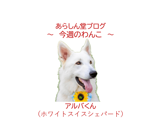 🐾今週のわんこ|ホワイトスイスシェパードの性格は?陽キャなアルバくんの成長と家族の絆
